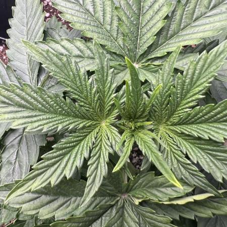 Terp Sneeze (Speedrun Seeds)