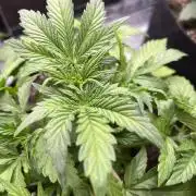 Terp Sneeze (Speedrun Seeds)