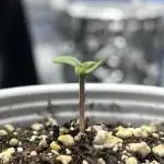 SBCH (Speedrun Seeds)