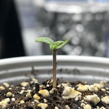 SBCH (Speedrun Seeds)