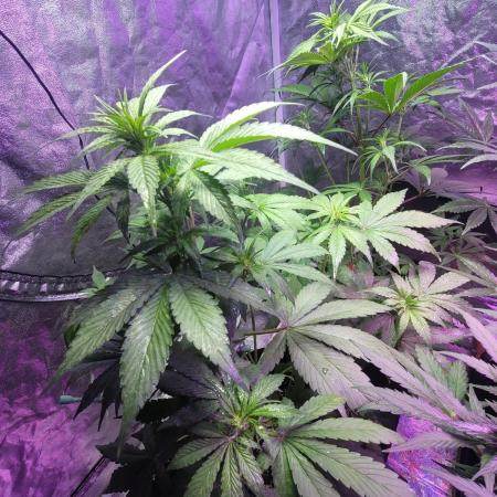 Strawberry 🍓 Gorilla 🦍 🎄