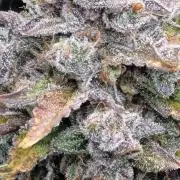 Guava Sundae 🍨 🍈