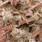 Mendo Cherry Cookies 🍪 🍒