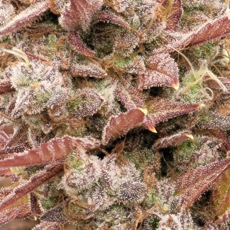 Mendo Cherry Cookies 🍪 🍒