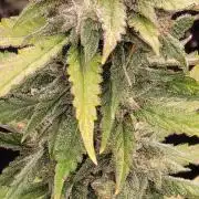 The Cheese 🧀