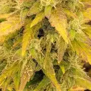 Guava Rf3