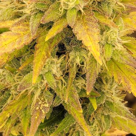 Guava Rf3