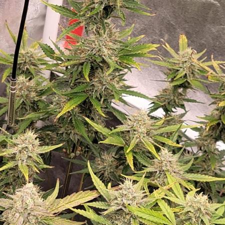 Guava Sundae 🍨 🍈