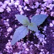 Strawberry 🍓 Gorilla 🦍