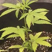 The Cheese 🧀