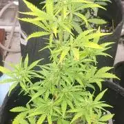 Guava Rf3
