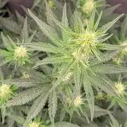 Mendo Cherry Cookies 🍪 🍒