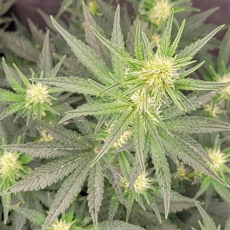 Mendo Cherry Cookies 🍪 🍒