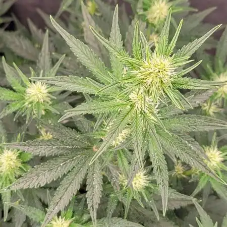 Mendo Cherry Cookies 🍪 🍒