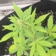 Lemon Cherry Sundae