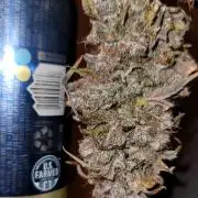 Guava Sundae 🍨 🍈