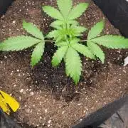Mendo Guava