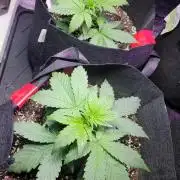 Strawberry 🍓 Gorilla 🦍 🎄