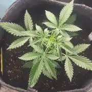 Purp Lemonade Rf3 🍋