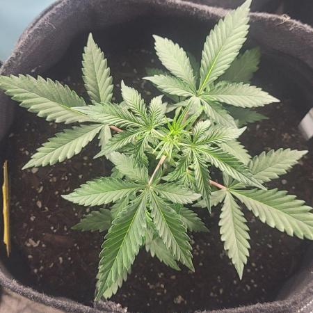 Purp Lemonade Rf3 🍋