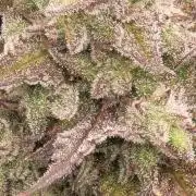 The Cheese 🧀
