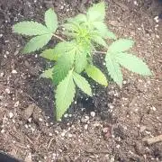 Lemon Cherry Sundae