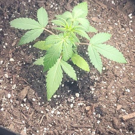 Lemon Cherry Sundae