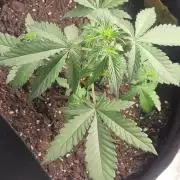 Mendo Guava