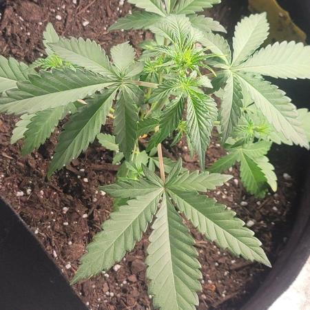 Mendo Guava