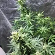 Strawberry 🍓 Gorilla 🦍 🎄