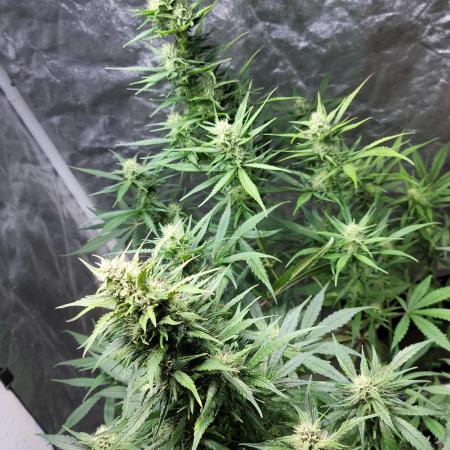 Strawberry 🍓 Gorilla 🦍 🎄