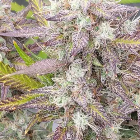 Mendo Cherry Cookies 🍪 🍒