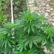 Mimosa OP
