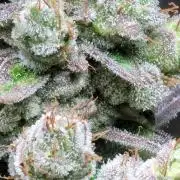 Blue dream 💭