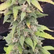 Lemon Cherry Sundae
