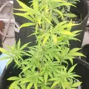 Guava Rf3