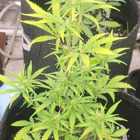 Guava Rf3