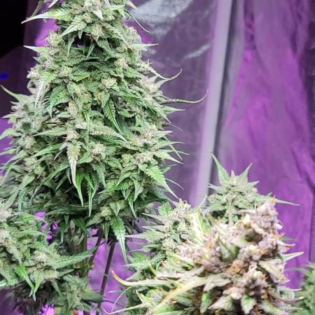 Strawberry 🍓 Gorilla 🦍 🎄