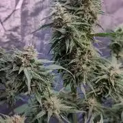 Strawberry 🍓 Gorilla 🦍 🎄