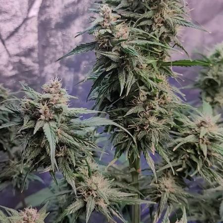 Strawberry 🍓 Gorilla 🦍 🎄