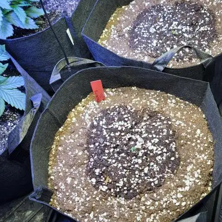 Strawberry 🍓 Gorilla 🦍