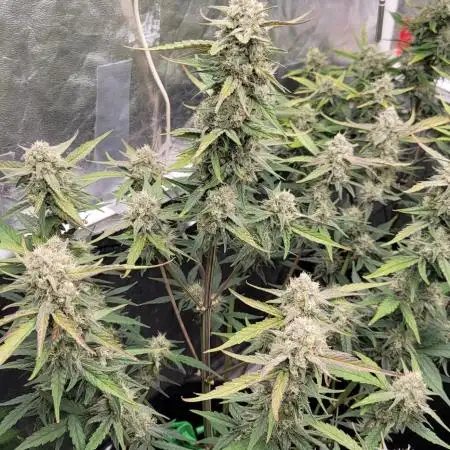 Mango Frost ❄️