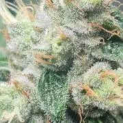 Blue dream 💭
