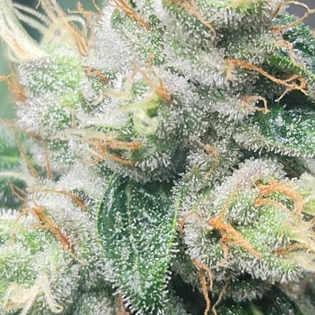 Blue dream 💭