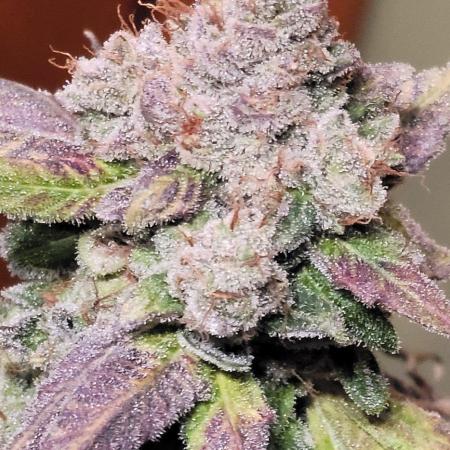 Blue dream 💭