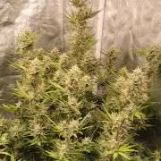 Mendo Cherry Cookies 🍪 🍒
