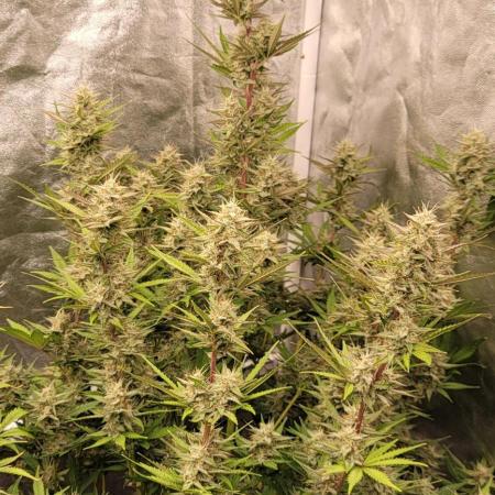 Mendo Cherry Cookies 🍪 🍒