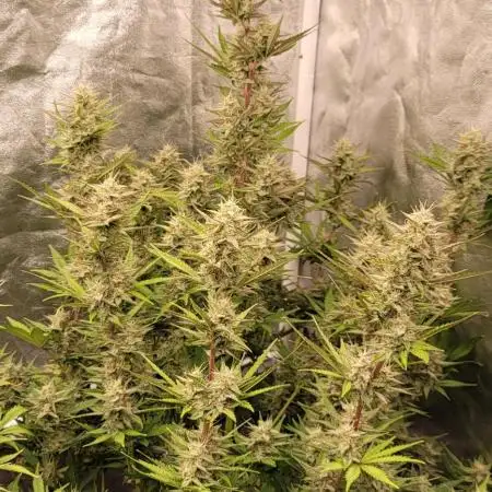 Mendo Cherry Cookies 🍪 🍒