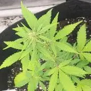 Lemon Cherry Sundae