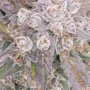Mango Frost ❄️